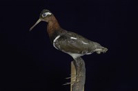 藏品(彩鷸)的圖片